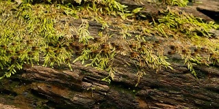 一窝黑工蚁带土筑巢，树皮上长满苔藓。群居的昆虫成群地在丛林中行进。蚂蚁在长满绿色植物的木头上的成群迁移。有选择性的重点