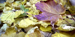 在阳光明媚的秋日，风吹落了躺在木地板上的一棵枫树的绿色、红色和黄色的叶子