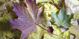 在阳光明媚的秋日，风吹落了躺在木地板上的一棵枫树的绿色、红色和黄色的叶子