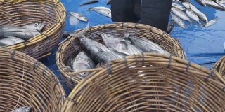 商业金枪鱼捕鱼业的渔民在捕鱼码头的船上捕获的鱼