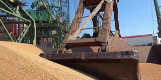 铲车正在卸载进口玉米/小麦