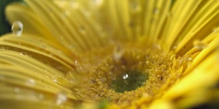 水滴落在花上，慢镜头