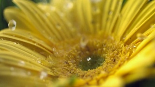 水滴落在花上，慢镜头视频素材模板下载