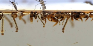 蚊子的成虫蛹幼虫，实验室中的例子——科学研究与发展的理念。