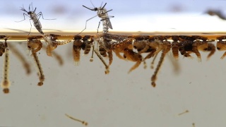 蚊子的成虫蛹幼虫，实验室中的例子——科学研究与发展的理念。视频素材模板下载