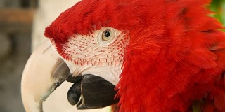 近距离观察红亚马逊猩红色金刚鹦鹉或澳门，在热带丛林森林。野生动物多彩的选择焦点肖像鸟与充满活力的羽毛从异国情调的自然。