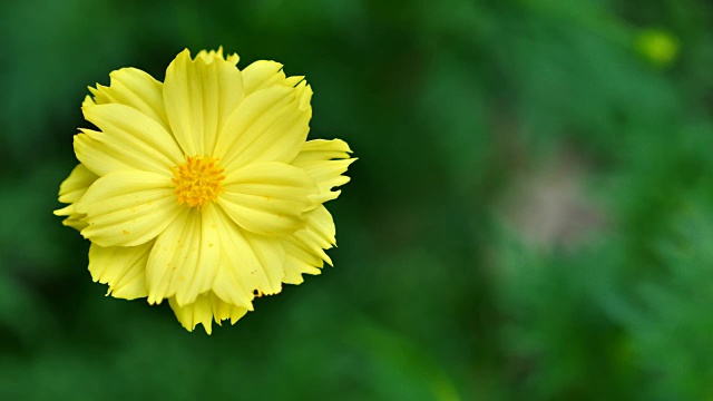 墨西哥紫菀或黄色宇宙花。视频慢动作