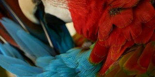 近距离观察红亚马逊猩红色金刚鹦鹉或澳门，在热带丛林森林。野生动物多彩的选择焦点肖像鸟与充满活力的羽毛从异国情调的自然。