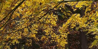 日本枫树在秋天变黄被缓慢的风移动