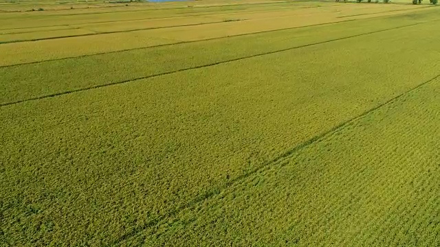 秋日里，一架无人机飞过稻田