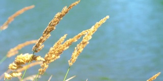 芦苇植物映衬着明亮的湖水