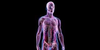 人体男性解剖三维动画生物科学技术