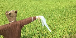 稻田中的稻草人。