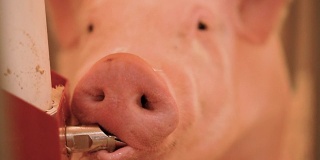 猪从水管喝水的特写镜头。在缓慢的运动。