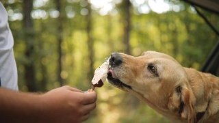 狗吃，咬，舔冰淇淋视频素材模板下载