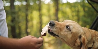 狗吃，咬，舔冰淇淋