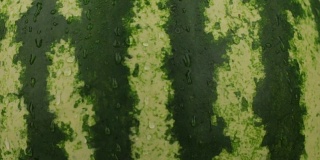 特写镜头。自然成熟的西瓜在露珠中轮作。纹理