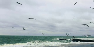 海鸥在汹涌的海面上飞翔