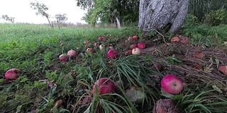 苹果从苹果树上掉下来，慢镜头