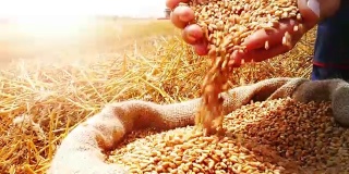 小麦收成日落