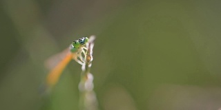 Golden Dartlet (Ischnura aurora)