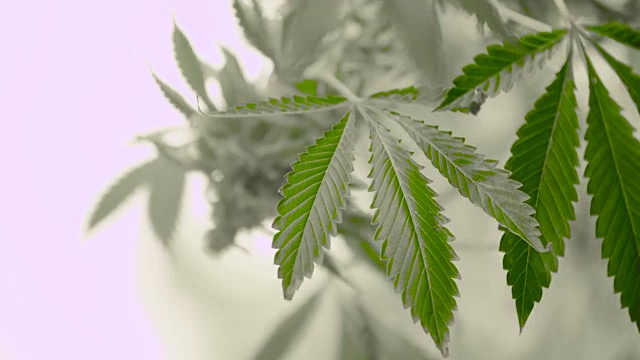 大麻叶子靠近大麻植物孤立的白色背景