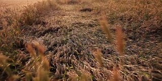 大雨毁坏了小麦作物