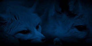 洞狐雌雄夜间活动