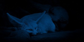 夜间洞穴里的沙漠狐狸