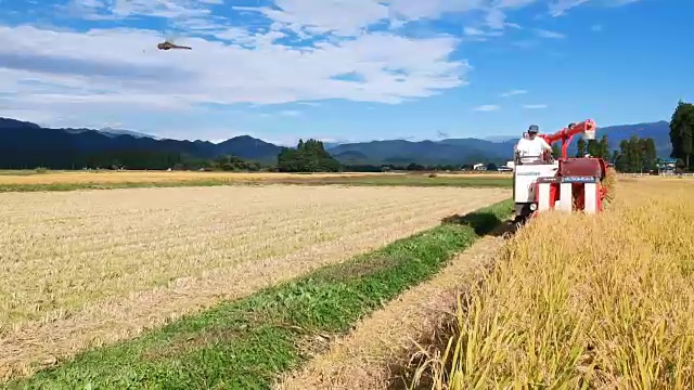 空撮　秋　農作業　米　収穫　稲刈り　男性