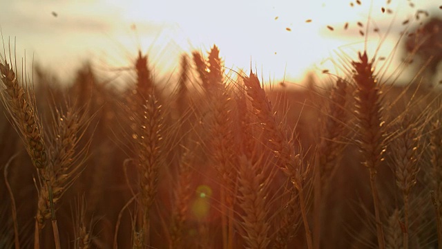 谷物落在小麦穗上
