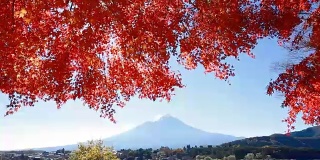 富士山的秋叶景观