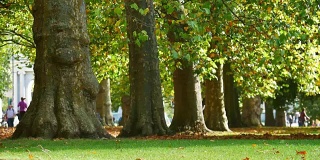 4K秋叶飘落，伦敦海德公园