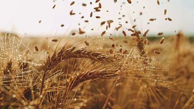 谷物落在田野里的湿小麦穗上