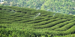 泰国湄萨隆茶园景观。