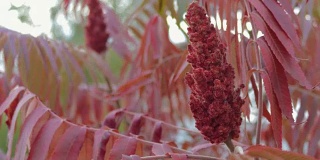 一棵冰醋酸树的花和叶。苏木红色的阴影随风飘散