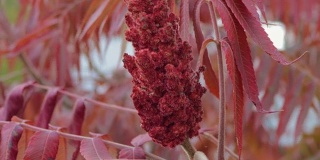 一棵冰醋酸树的花和叶。苏木红色的阴影随风飘散