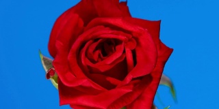 红玫瑰盛开的蓝屏背景时间流逝4k