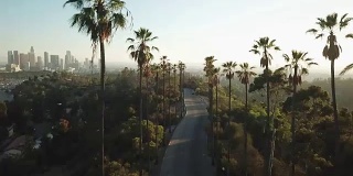 日落时透过棕榈树的洛杉矶天际线
