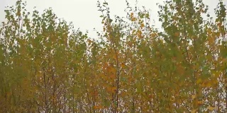 秋天的森林在阴天，树木在风中摇摆。