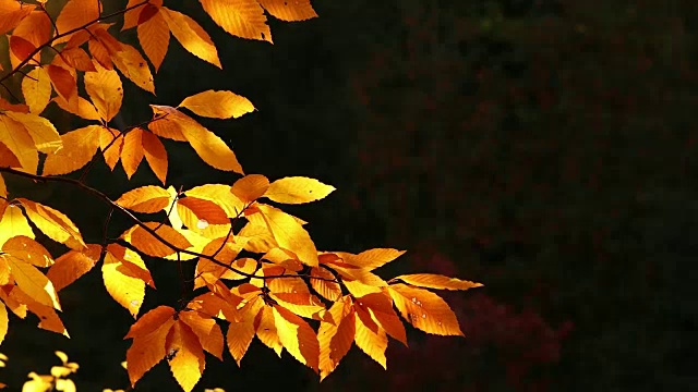 五彩缤纷的秋天季节，森林里的树叶从树上落下