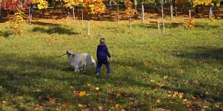 欧洲模样的快乐小男孩正和一只漂亮的大狗在秋天的公园里玩耍