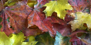 旋转美丽的秋天枫叶抽象的自然背景