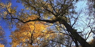 日本桦树。秋叶的Momijidani /北海道线协