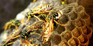 欧洲大黄蜂(Vespa crabro)是欧洲最大的群居黄蜂，也是北美最大的黄蜂。