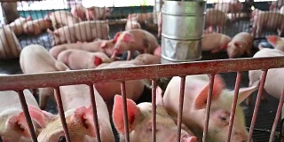 现代工业化养猪场的猪