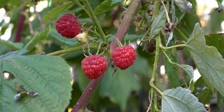 这是一个阳光明媚的日子里挂在树枝上的红色成熟树莓的特写。