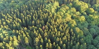 艾菲尔风景亚琛日落森林飞行和倾斜在森林边界4K