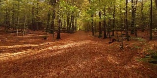 秋天，树叶飘落在美丽的瑞典森林里