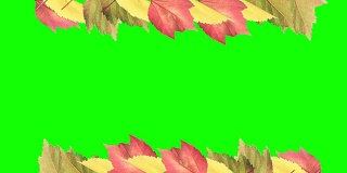 秋叶映衬着绿色的背景。4K——用于博客或演示。
